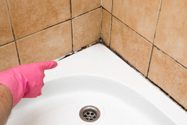 Professional Mold Removal in West View, PA